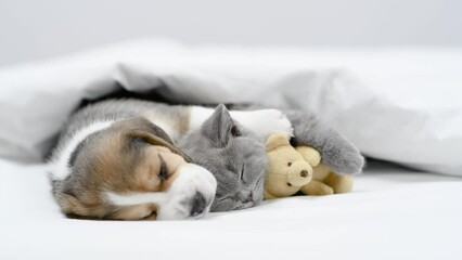 Wall Mural - Beagle puppy hugs tiny kitten. Pets sleep together under a white blanket on a bed at home with toy bear