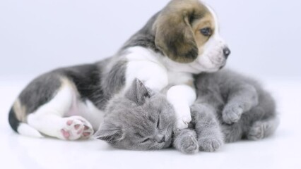 Aufkleber - Beagle puppy sleeps with young kitten. isolated on white background