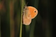 Pomaranczowy Motyl