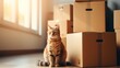 cat sitting on the floor with boxes in the background, moving concept