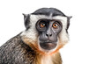 Portrait of a vervet monkey isolated on a white background.