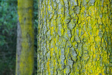 Large Tree Trunk Covered With Green Moss. Tree Trunk Covered With Green Moss In Autumn. Tree Trunk Texture.