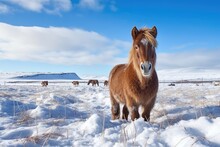 icelandic horse in a snow-covered field