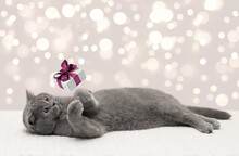 British Cat And Gift Box With Pink Bow On The Bokeh Lights Background. Cute Cat Catches Gift With Its Paws. Christmas Card With Copy Space. Festive Sale Concept.