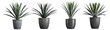 set of small indoor plants , various cactus ,agave ,Aloe Vera or succulent plants in gray pots. isolated on white or transparent PNG. home indoor design,	
