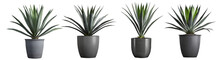 Set Of Small Indoor Plants , Various Cactus ,agave ,Aloe Vera Or Succulent Plants In Gray Pots. Isolated On White Or Transparent PNG. Home Indoor Design,	
