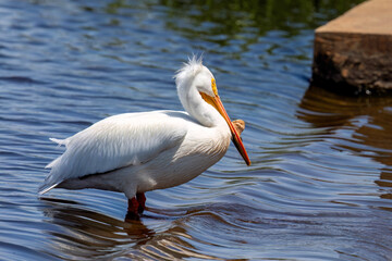 Canvas Print - American white pelican (Pelecanus erythrorhynchos) 