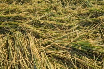 Wall Mural - close shot of hay detail in rural setting