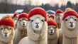 Alpacas on the farm. A herd of alpacas wearing hats in winter.