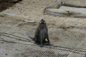 Wall Mural - japanese macaque sitting on the ground