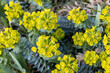 Green flowers of Myrtle Euphorbia myrsinites, the myrtle spurge, blue spurge or broad-leaved glaucous-spurge
