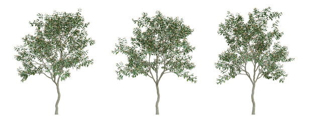 small tree of hamelia patens on transparent background, bush plant, 3d render illustration.