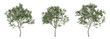 © Sandy - Small tree of Hamelia patens on transparent background, bush plant, 3d render illustration.