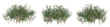 Small tree of Hamelia patens on transparent background, bush plant, 3d render illustration.