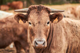 Fototapeta  - Vaca marron en establo ganadero