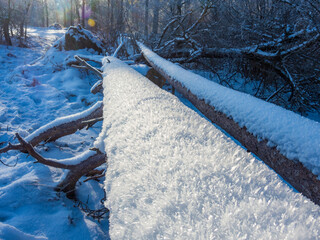 Canvas Print - Picturesque fallen trees covered by fir and snow