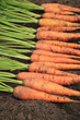 © Viktor Iden - Carrot harvest on soil ground in garden close up, macro. Bunch of organic dirty fresh carrots with green tops, harvesting