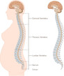 epidural anesthesia,subarachnoid anesthesia,human figure sideview,spine,cervical vertebra,thoracic vertebra,lumber vertebra,sacrum,illustration,