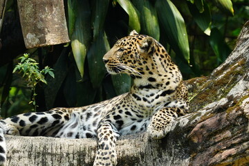 Leopards are large, solitary cats belonging to the genus Panthera and are renowned for their strength, agility, and adaptability. They are one of the big cats along with lions, tigers |豹