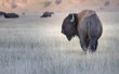 Bison standing in grass with mountains in background
