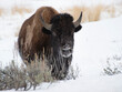 bison standing in white snow in early winter
