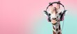 Joyful giraffe wearing headphones in studio shot on pastel background with copy space for text
