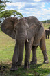 Elephant in the grumeti park