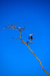 marabou stork on a branch
