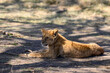 lion cub in the shades