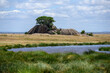 landscape with trees on kopje and lake in the serengeti park