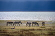 Zebras in front of the Ngorongoro lake, national park