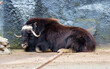 Musk ox.
 This animal in its appearance resembles both bulls (horns) and sheep (long hair and short tail).
