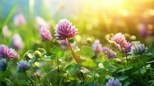 Wild Flowers Of Clover And Butterfly In A Meadow In Nature In The Rays Of Sunlight In Summer In The Spring Close-up Of A Macro. A Picturesque Colorful Artistic Image With A Soft Focus