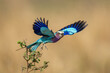 Lilac-breasted roller taking off from narrow branch