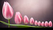 pink tulips on white background HD 8K wallpaper Stock Photographic Image