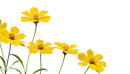 Wall Mural - yellow flower border isolated on transparent background cutout