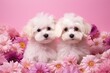 Two cute little dogs in spring flowers. Couple of two puppies in love on valentines day.  Greeting card template or banner for wedding, mother or woman day