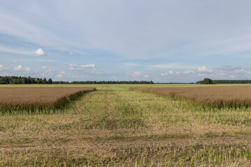 Wall Mural - an agricultural field where the harvest of oilseed rape grows