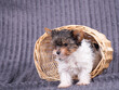 Mały szczeniak yorkshire terrier biewer york słodki pies