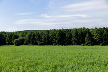 Wall Mural - a field where animal feed is grown on the farm