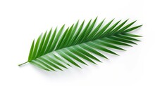 Green Leaves Of Nipa Palm Or Mangrove Palm( Nypa Fruticans) Tropical Evergreen Plant Isolated On White Background.