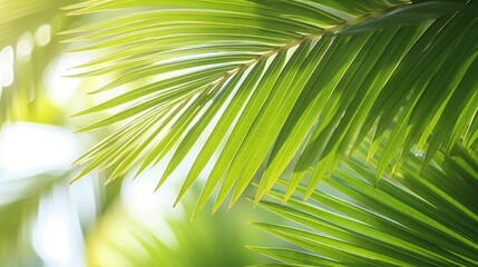  Palm leaves wallpaper. Sunny tropical background