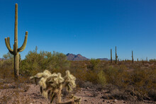 Organ Pipe National Park, Arizona - Cholla Cactus Garden, Cylindropuntia Bigelovii
