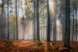 Fototapeta  - zamglony jesienny las pełen ciepłych promieni wschodzącego słońca