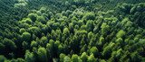 Fototapeta Las - wallpaper of a low aerial photography forestscape