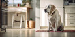 The Labrador retriever dog is sitting in the kitchen and waiting for food. Design and advertising of animal products, banner