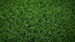 a close-up view of some green grass