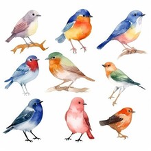 Set Various Small Winter Birds On A Branch Of Watercolors On White Background