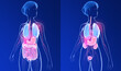 Two 3D illustrations of the woman's urinary and digestive system. With transparent anatomical internal organs, the circulatory system and the skeleton.
