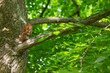 Eichhörnchen im Schlosspark Niederschönhause, Berlin